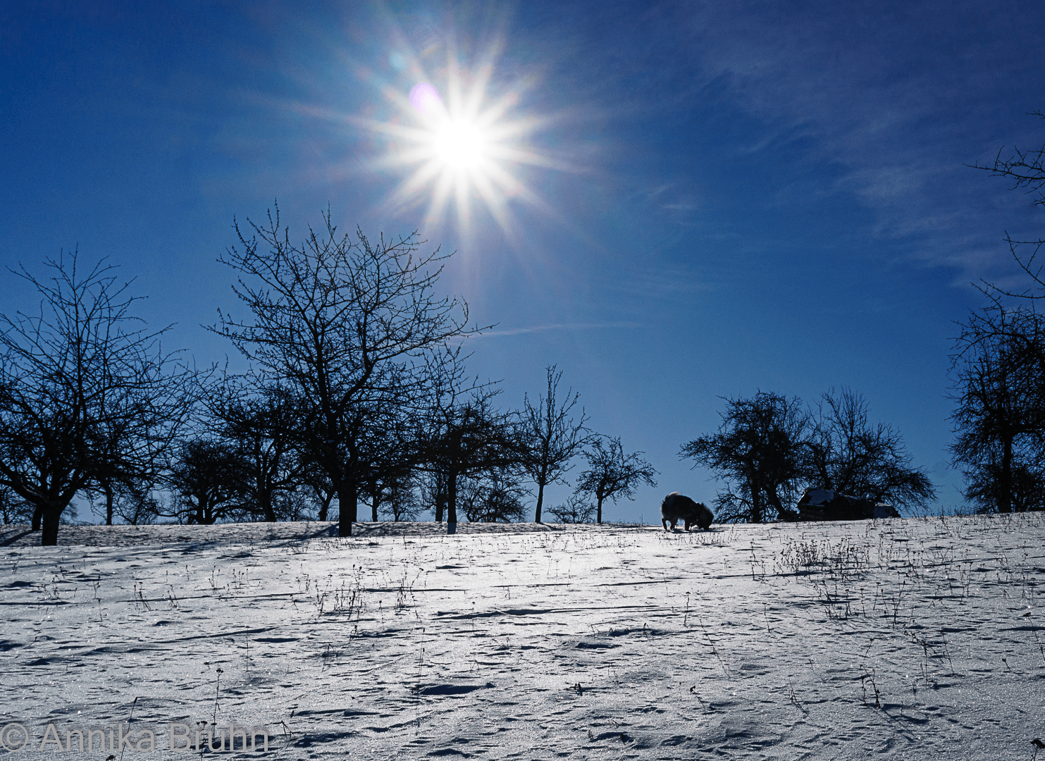 Q unterm Sonnenstern!